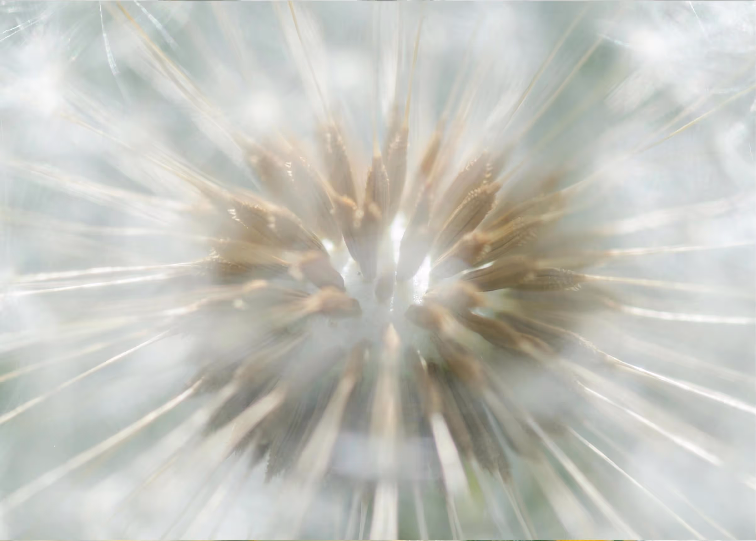 Close-up of delicate dandelion clocks ready to disperse, symbolizing lightness, release, and new beginnings.